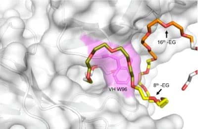 Polyethylene Glycol (PEG): Frequently Asked Questions