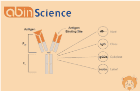 The Ultimate Guide to Choosing Isotype Control Antibodies for Reliable In Vivo Research
