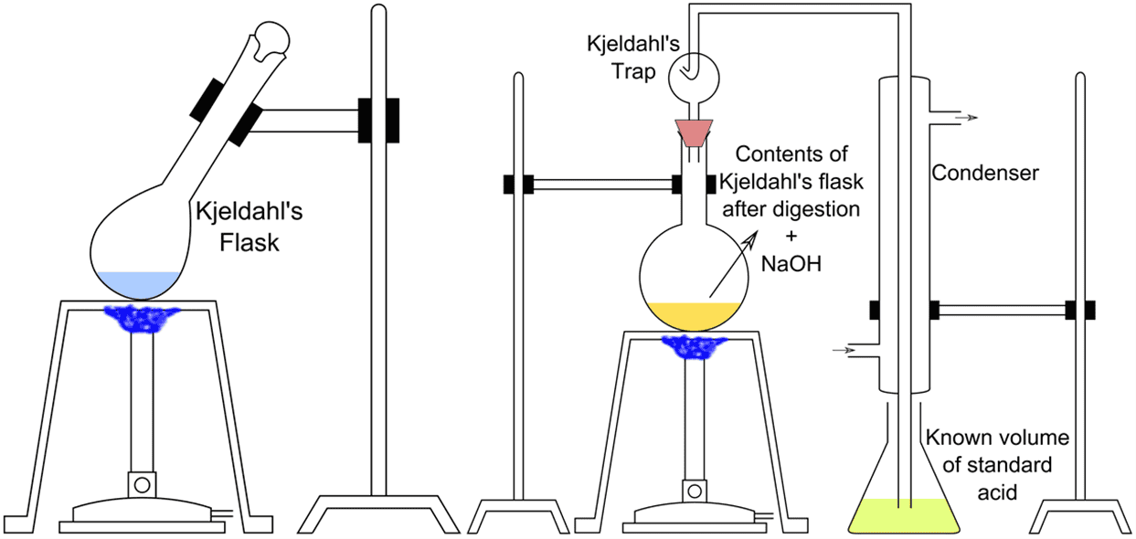 Kjeldahl Method Process