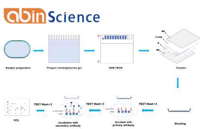 Common Western Blot Issues and How to Troubleshoot Them