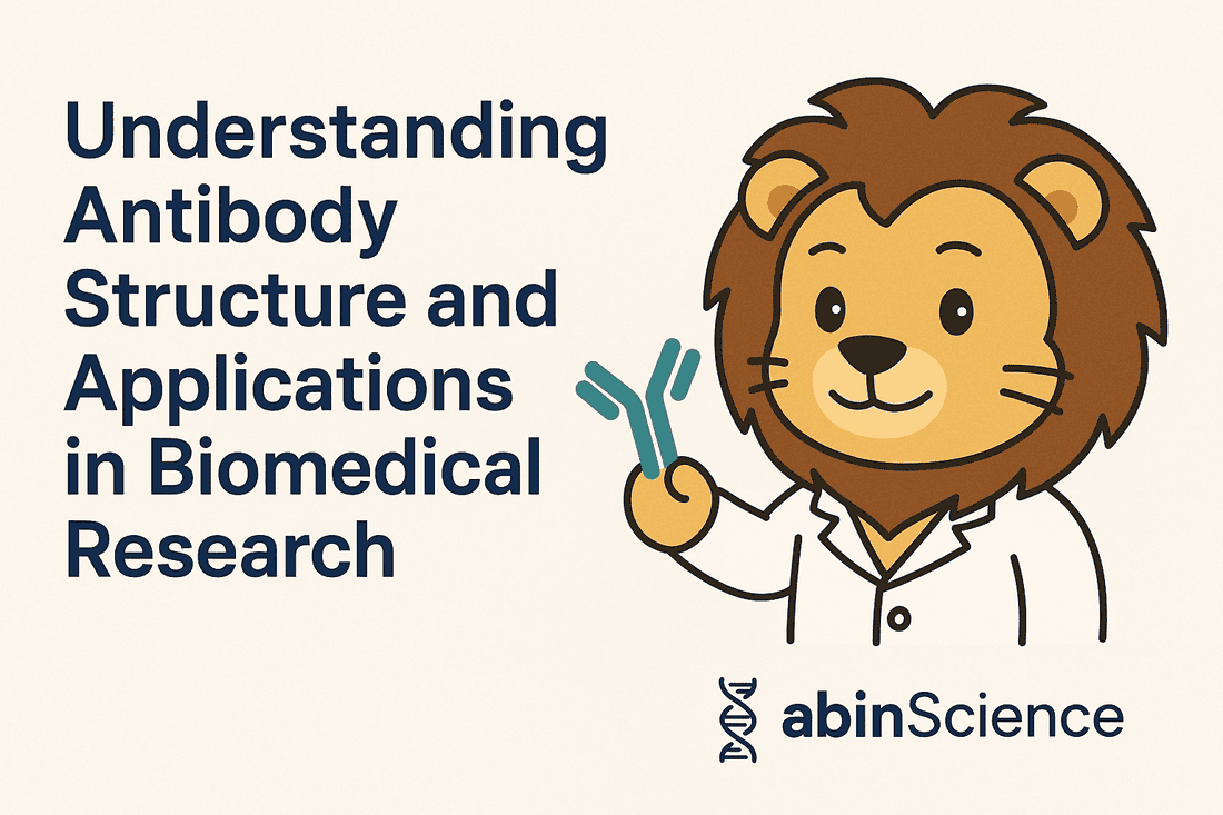 Understanding Antibody Structure and Applications in Biomedical Research
