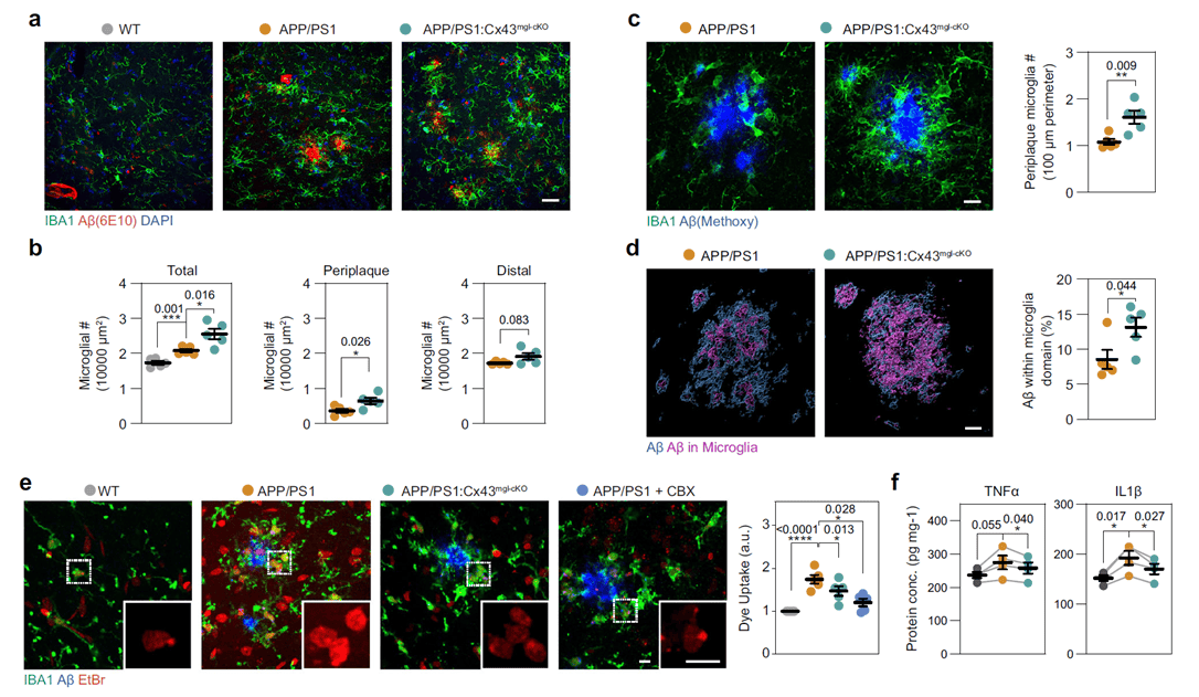 Specific Cx43 knockout in microglia induces a neuroprotective response state in APP/PS1 mice