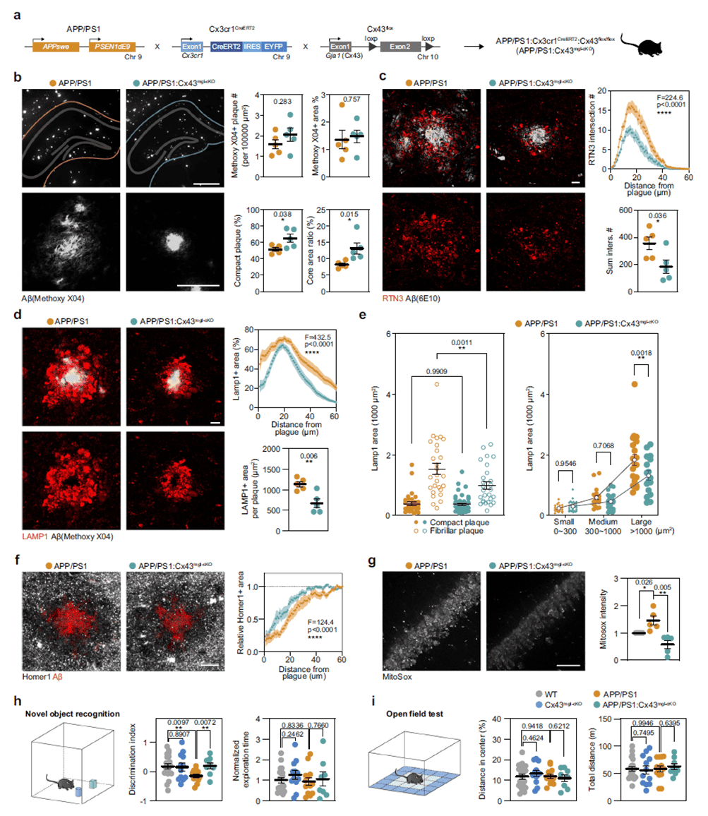 Alleviating AD pathology and cognitive deficits by deleting microglial Cx43