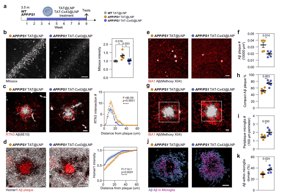 TAT-CX43@LNPs prevents neuropathological processes in early Alzheimer's disease stages
