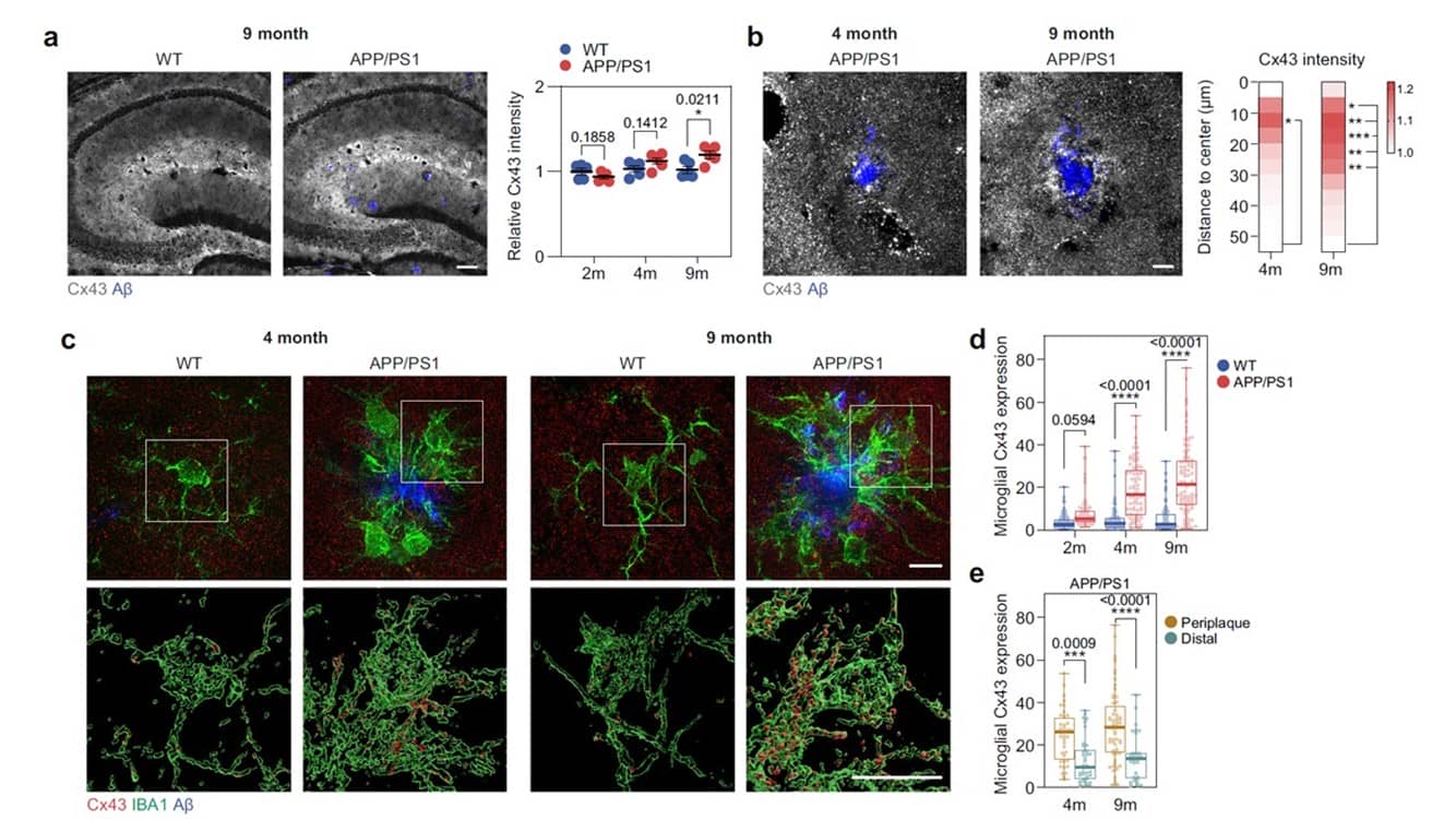Increased microglial Cx43 correlates with Aβ pathology in AD mouse models