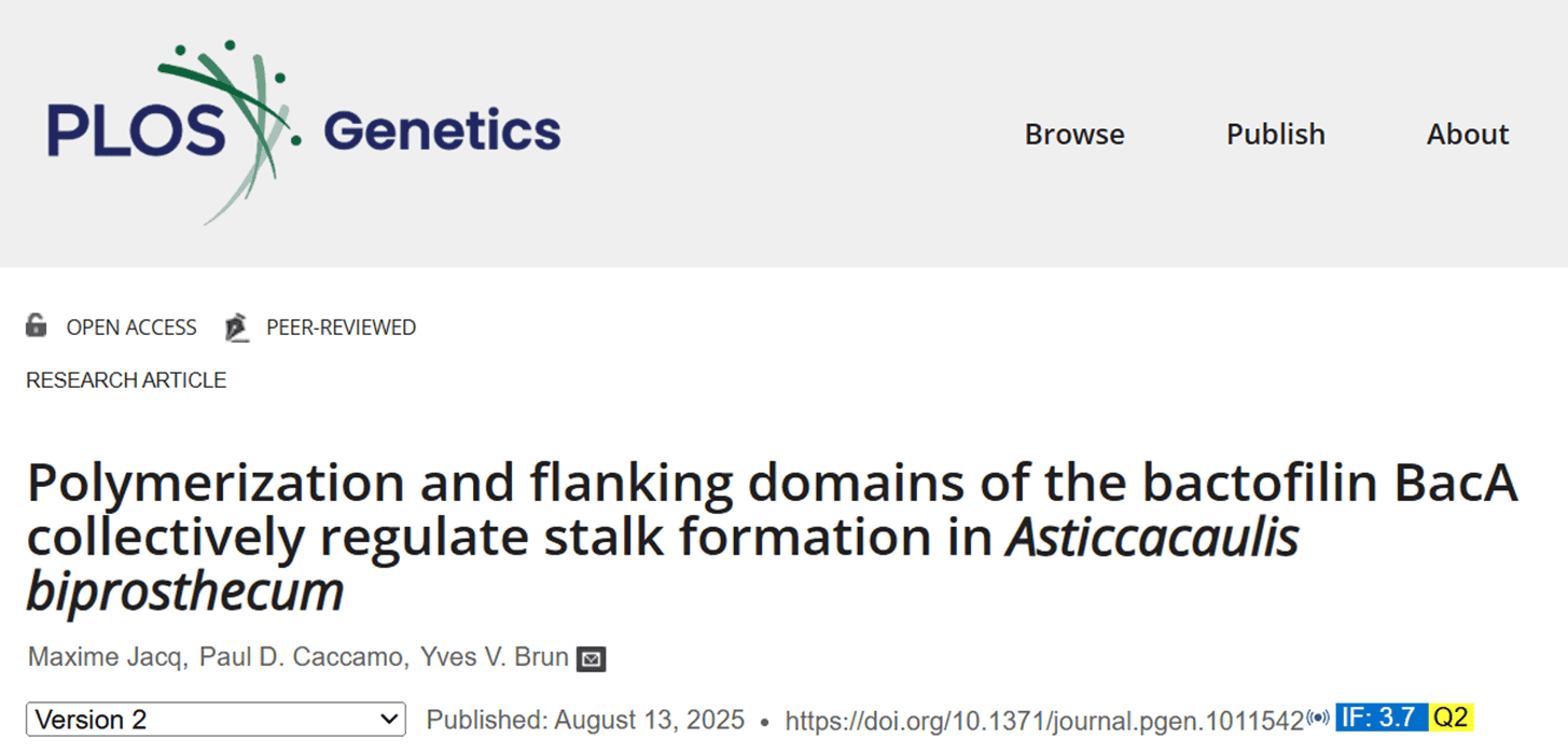 Polymerization and Flanking Domains of the Bactofilin BacA Collectively Regulate Stalk Formation in Asticcacaulis biprosthecum