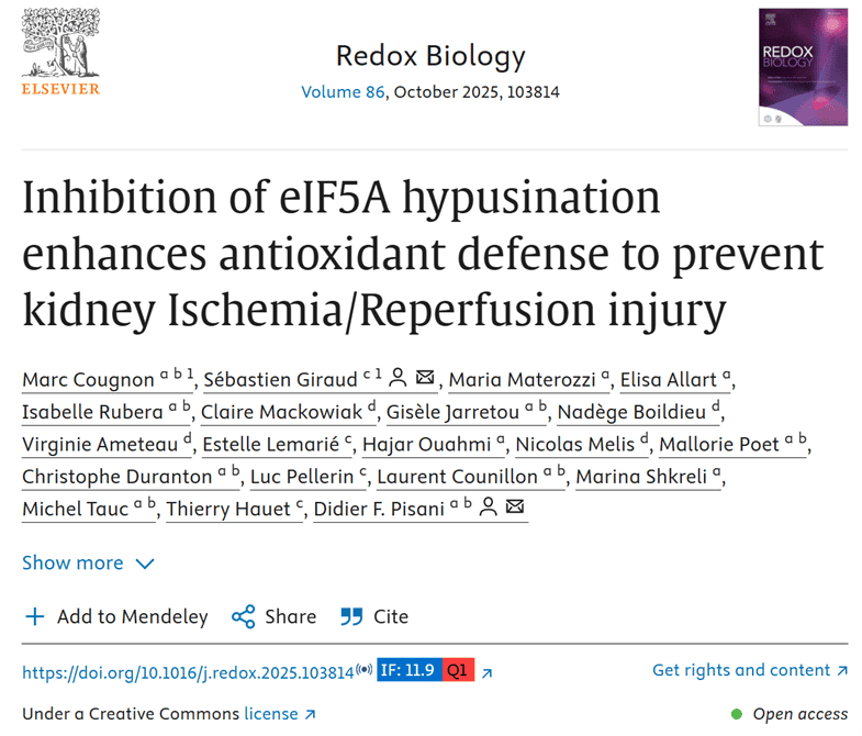 Inhibition of eIF5A Hypusination Enhances Antioxidant Defense to Prevent Kidney Ischemia/Reperfusion Injury