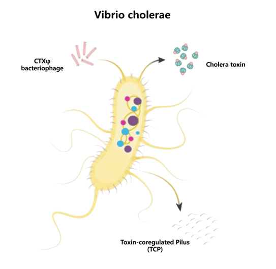 Schematic diagram of Vibrio cholerae structure