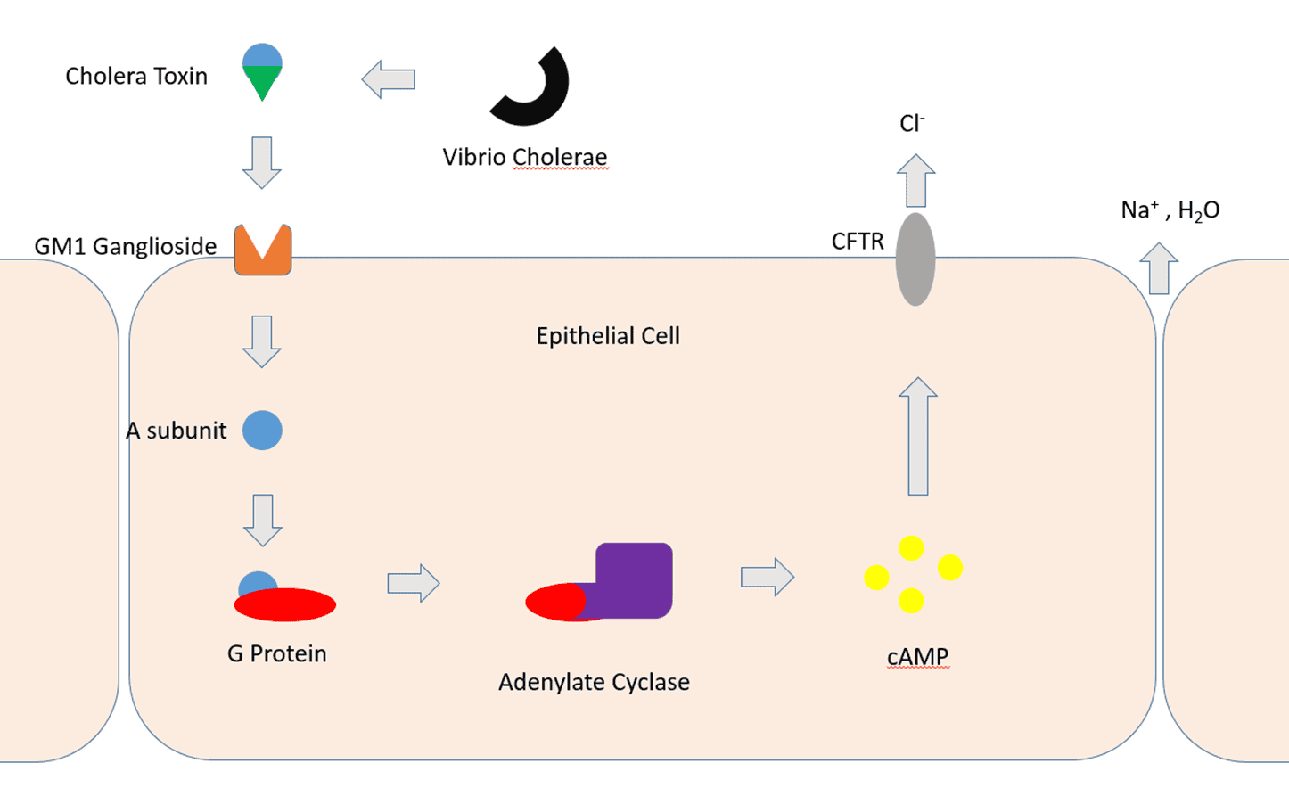 Pathogenesis of cholera toxin