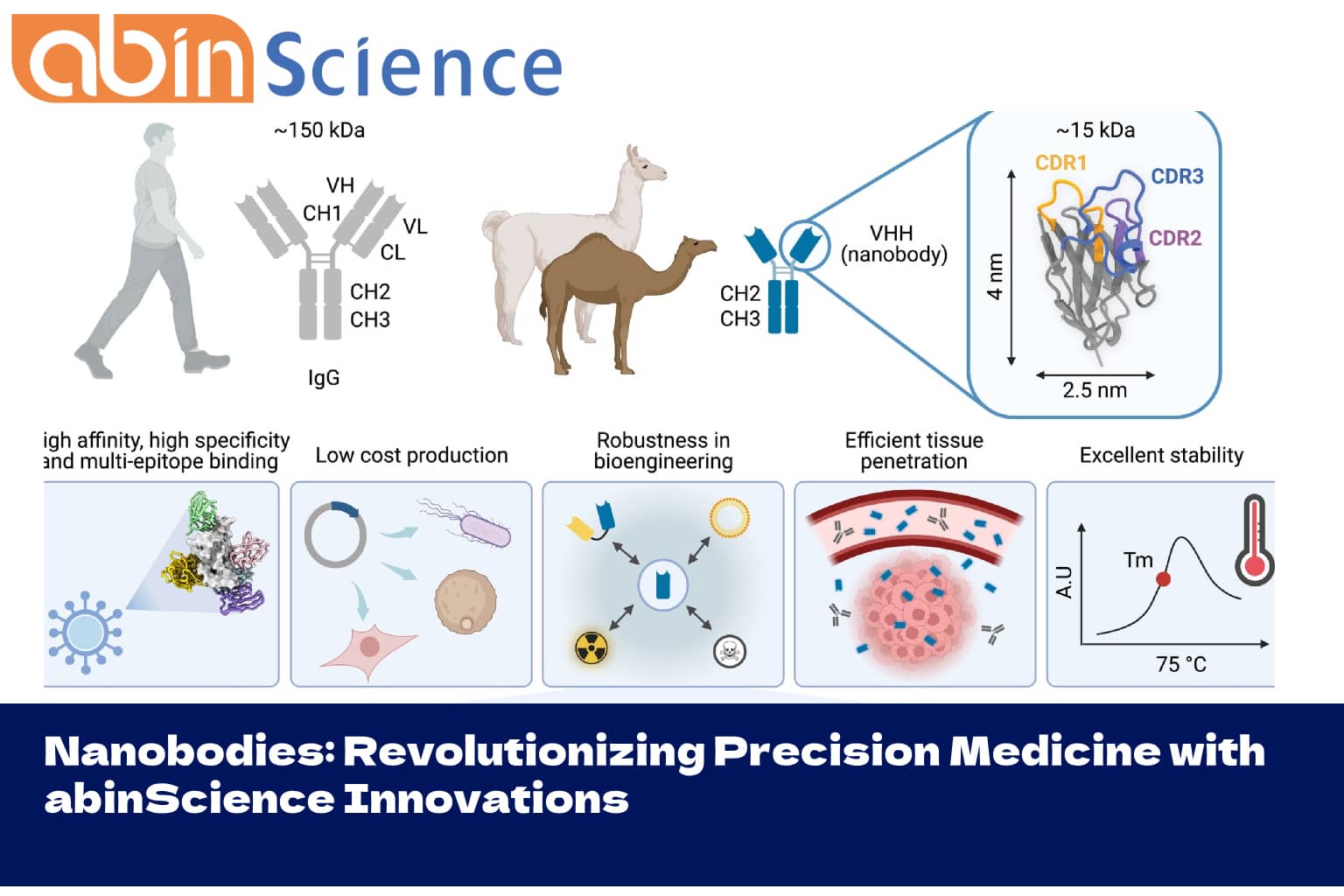 Nanobodies: Revolutionizing Precision Medicine with abinScience Innovations