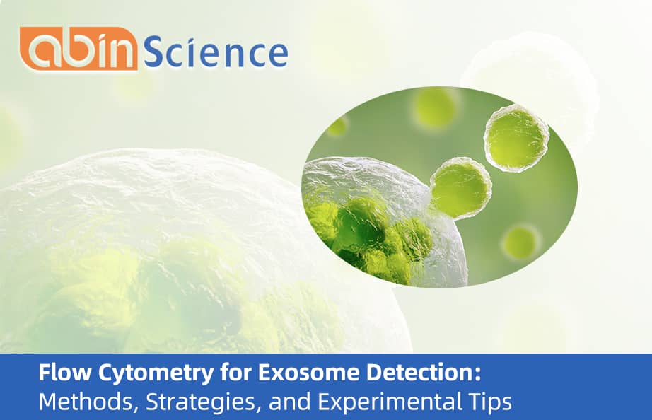 Flow Cytometry for Exosome Detection: Methods, Strategies, and Experimental Tips