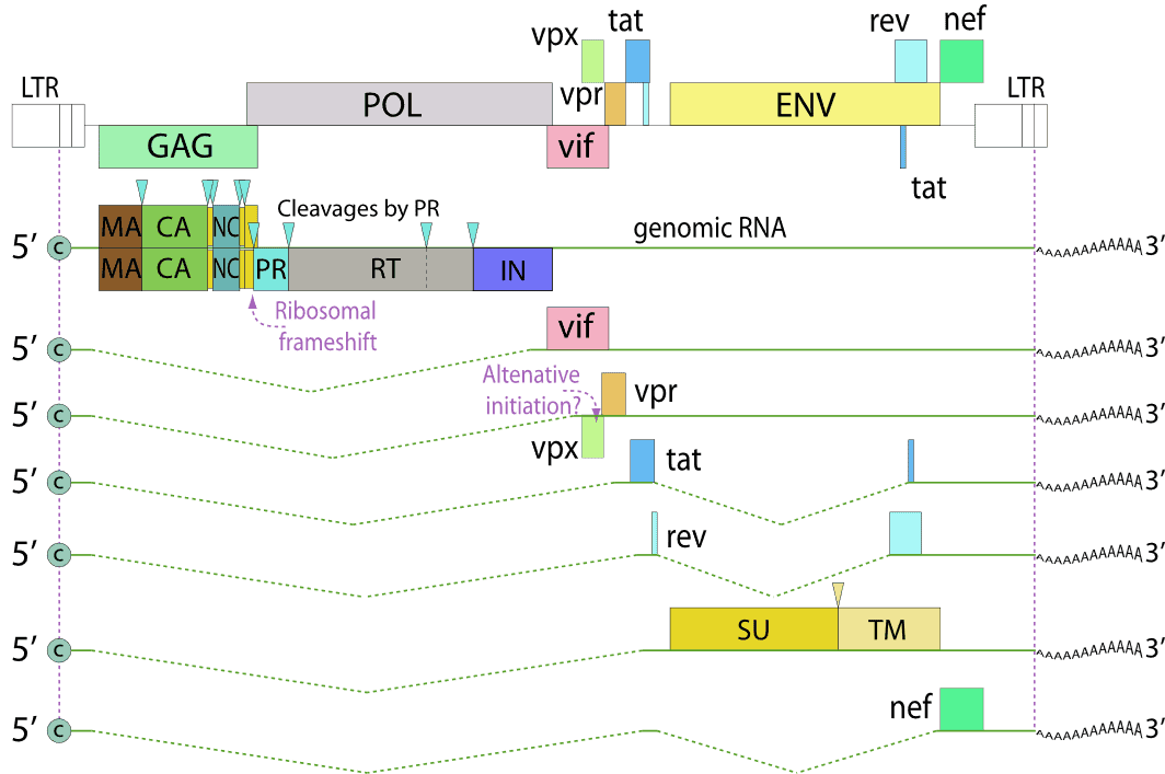 HIV-2 Genome Distribution