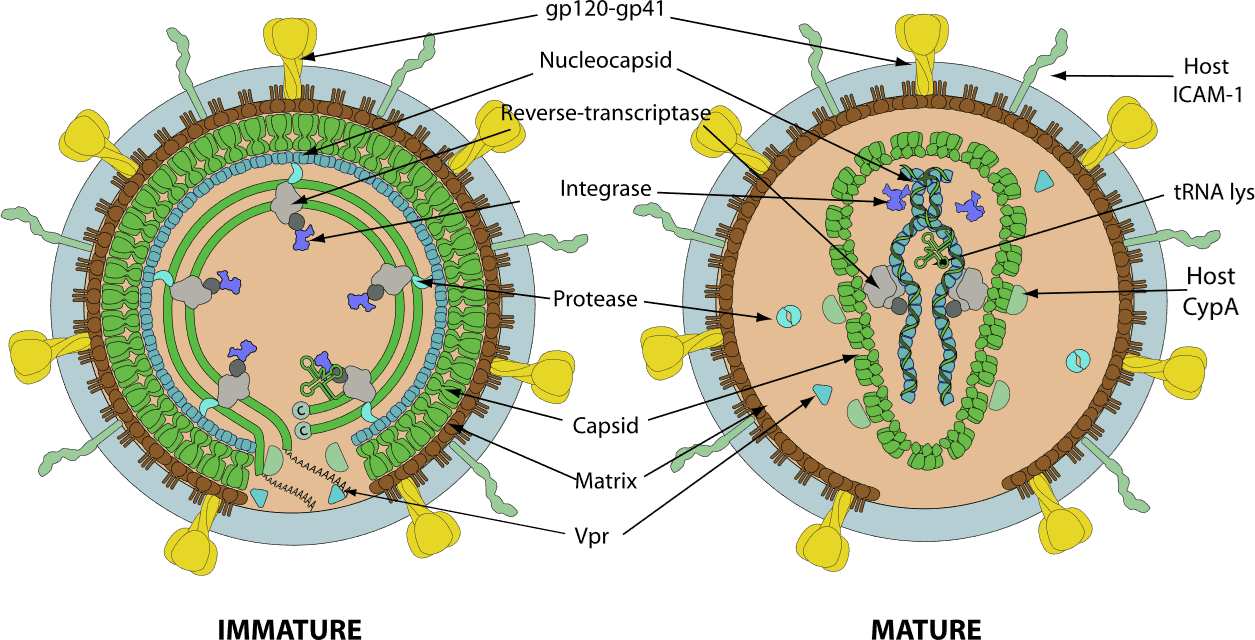 HIV-2 Virus Particle Structure