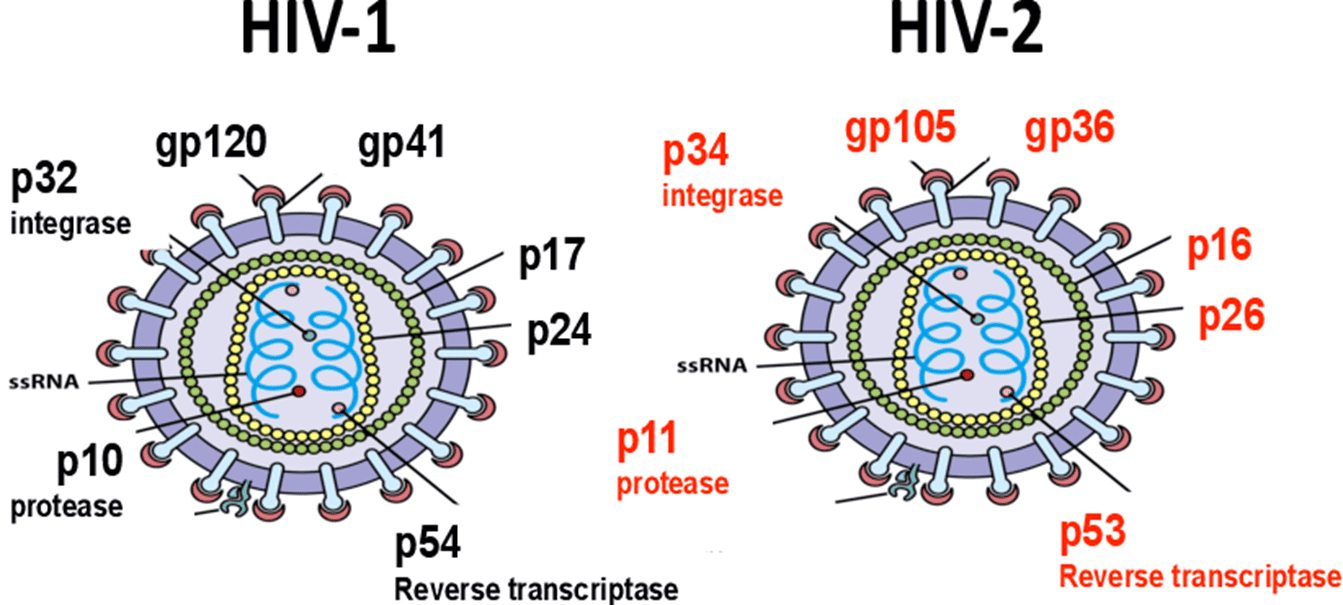 Comparative Structure of HIV-1 and HIV-2 Virus Particles