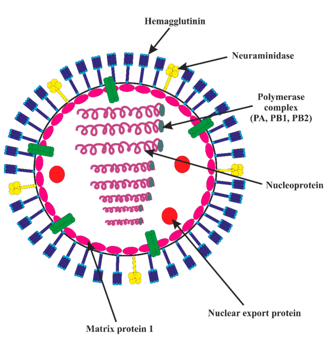 Influenza Virus Structure (H3N2 variant, 2025)