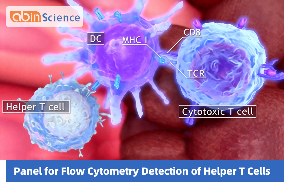 Panel for Flow Cytometry Detection of Helper T Cells