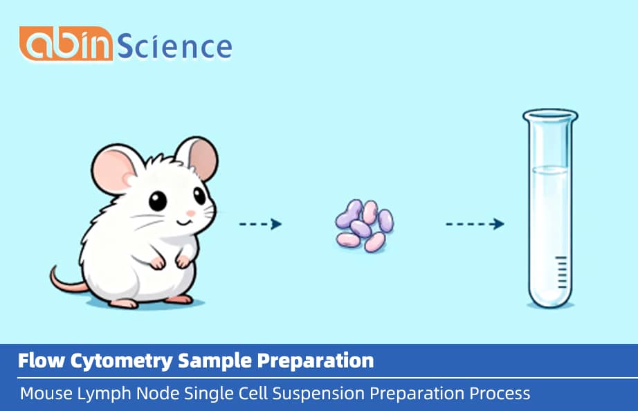 Mouse Lymph Node Single-Cell Suspension Preparation
