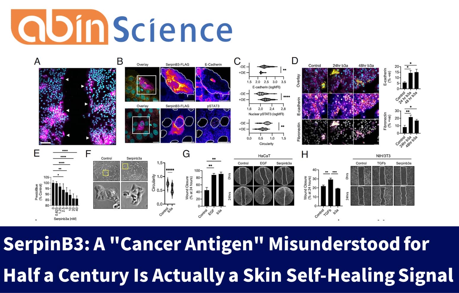 SerpinB3: A "Cancer Antigen" Misunderstood for Half a Century Is Actually a Skin Self-Healing Signal