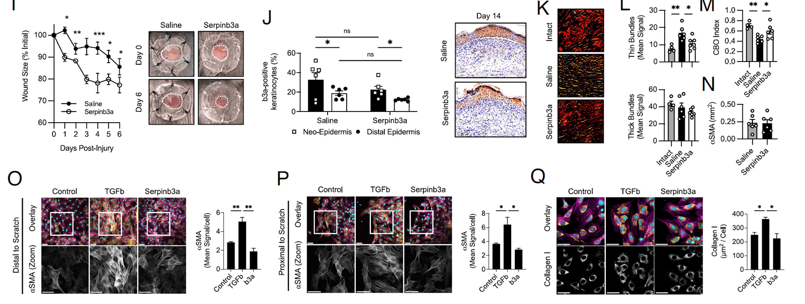 Serpinb3a accelerates wound closure and optimizes collagen remodeling in vivo