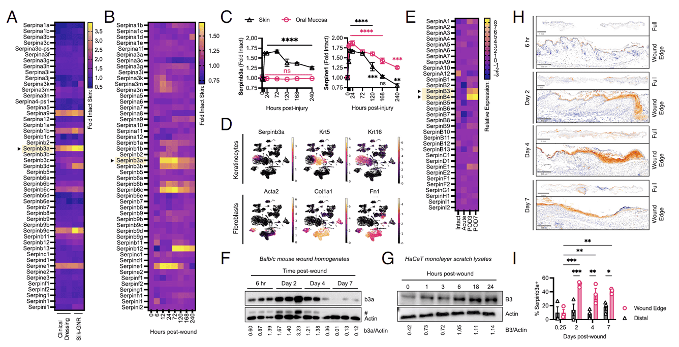 SerpinB3/b3a is an epidermal wound-response element