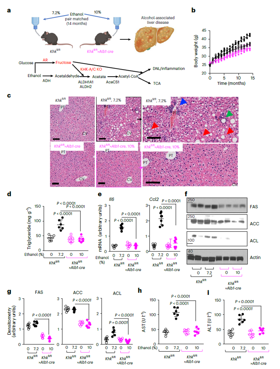 Blocking hepatic fructose metabolism protects against ALD