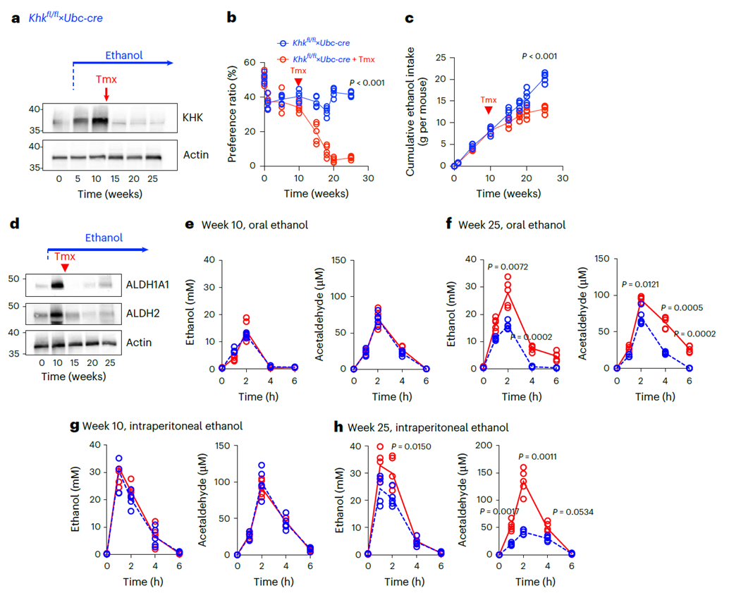 Targeted KHK-A/C gene knockout reverses ethanol preference and intake in mice