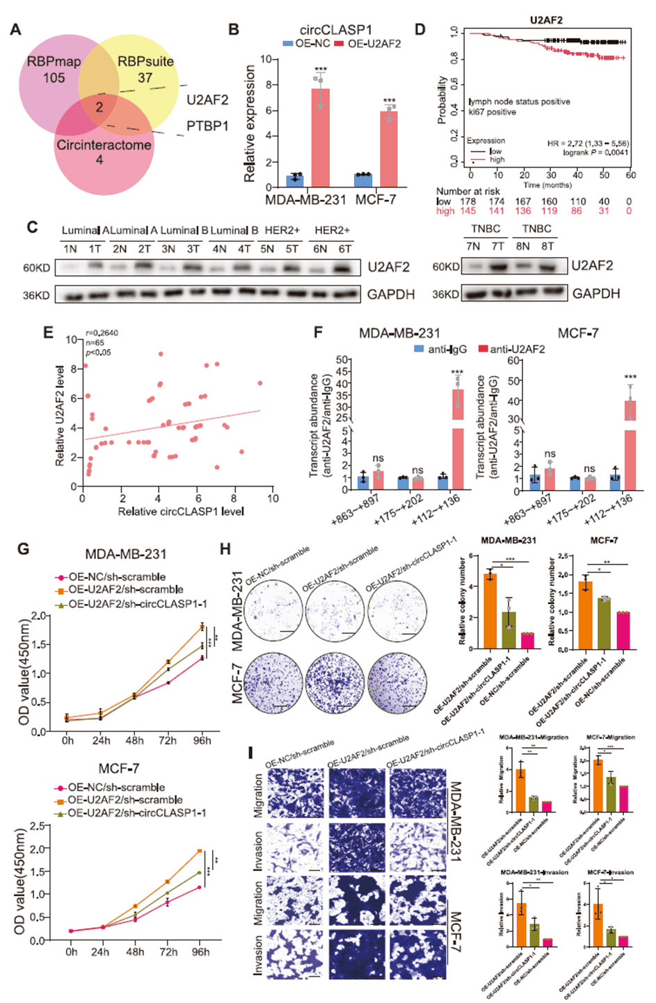 U2AF2 mediates the biogenesis of circCLASP1