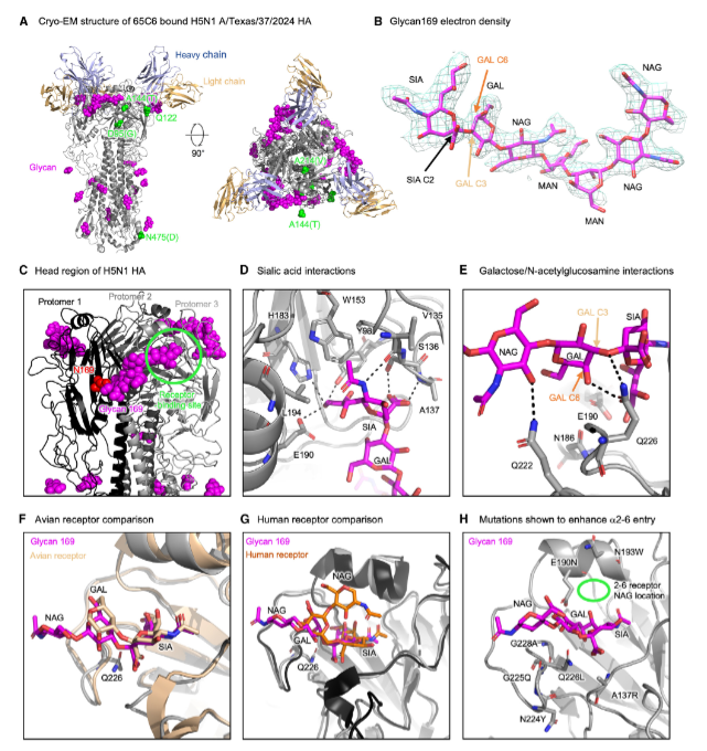 H5N1 clade 2.3.4.4b hemagglutinin trimer Cryo-EM structure 2025