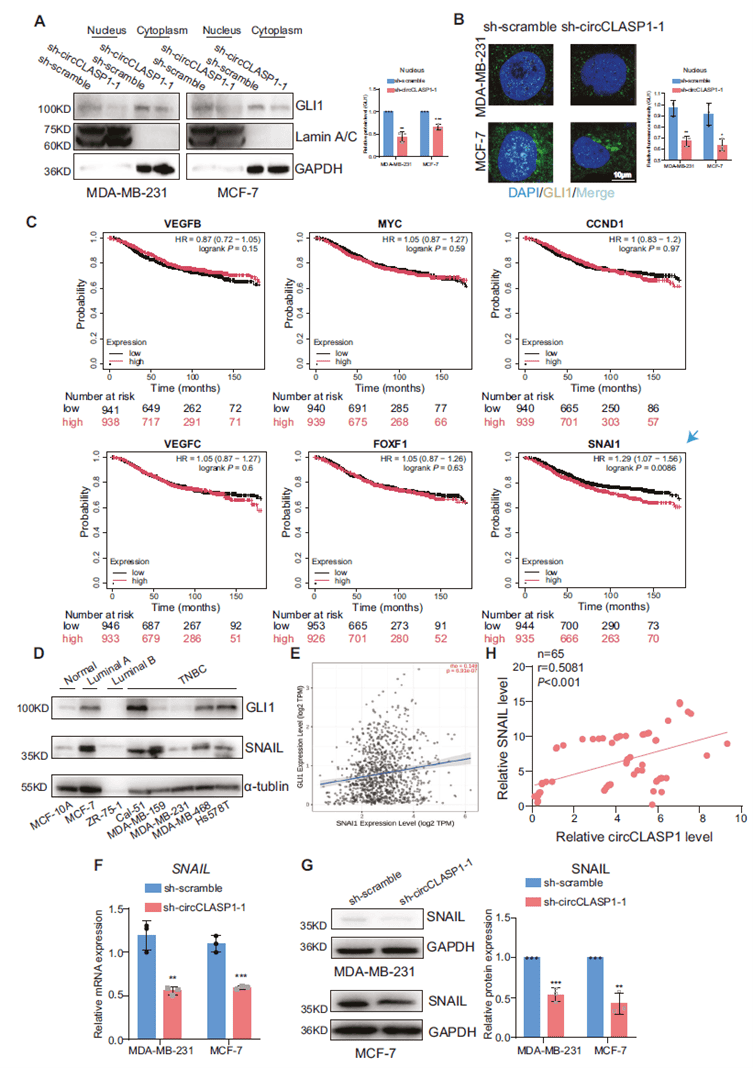 circCLASP1 regulates SNAIL expression via GLI1 at the transcriptional level