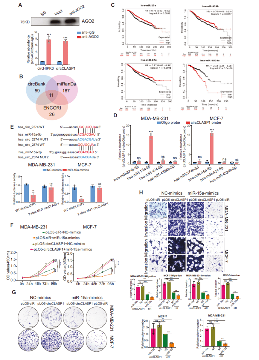 circCLASP1 promotes breast cancer progression without acting as a miRNA sponge