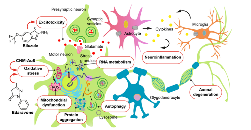 Integrated ALS pathogenic pathways