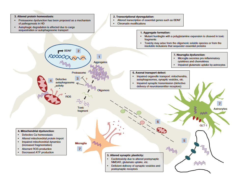 HD Molecular Pathway Integration