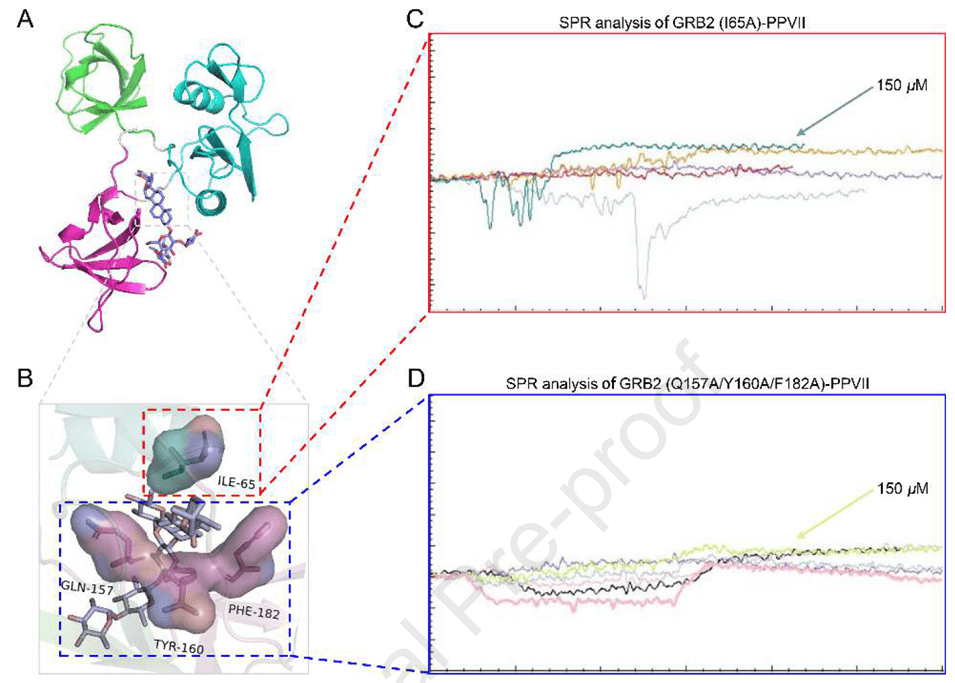  recombinant human GRB2 protein (Cat# HX194012)