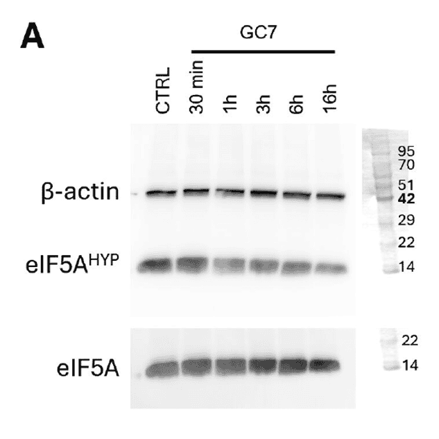 anti-hypusine rabbit monoclonal antibody (Cat# PTX18841) 