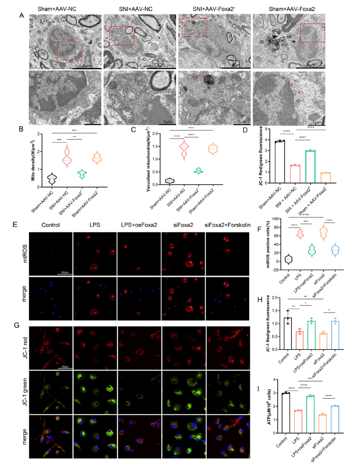 FOXA2 ablation leads to mitochondrial dysfunction and impaired energy metabolism