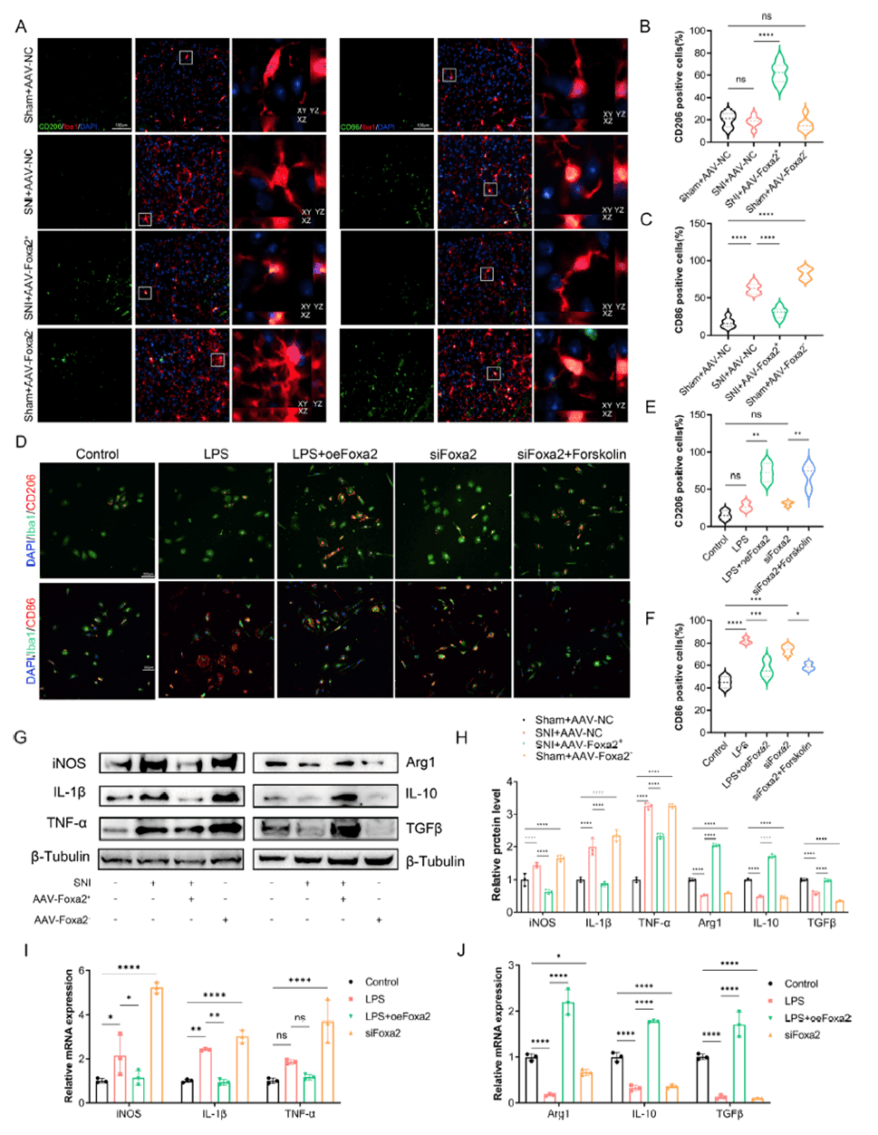 FOXA2 modulates inflammatory cytokine levels in microglia