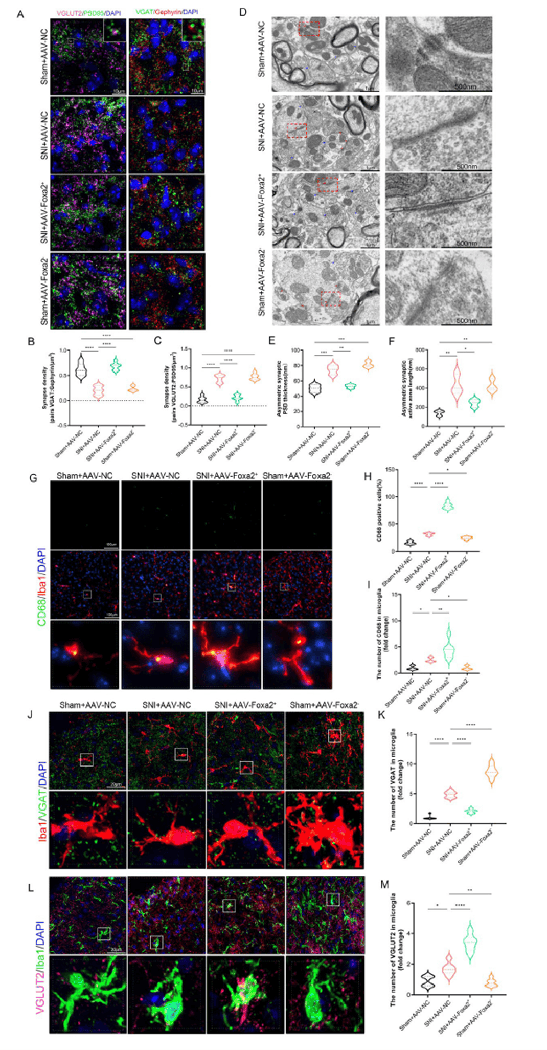 FOXA2 promotes microglia-mediated synaptic pruning