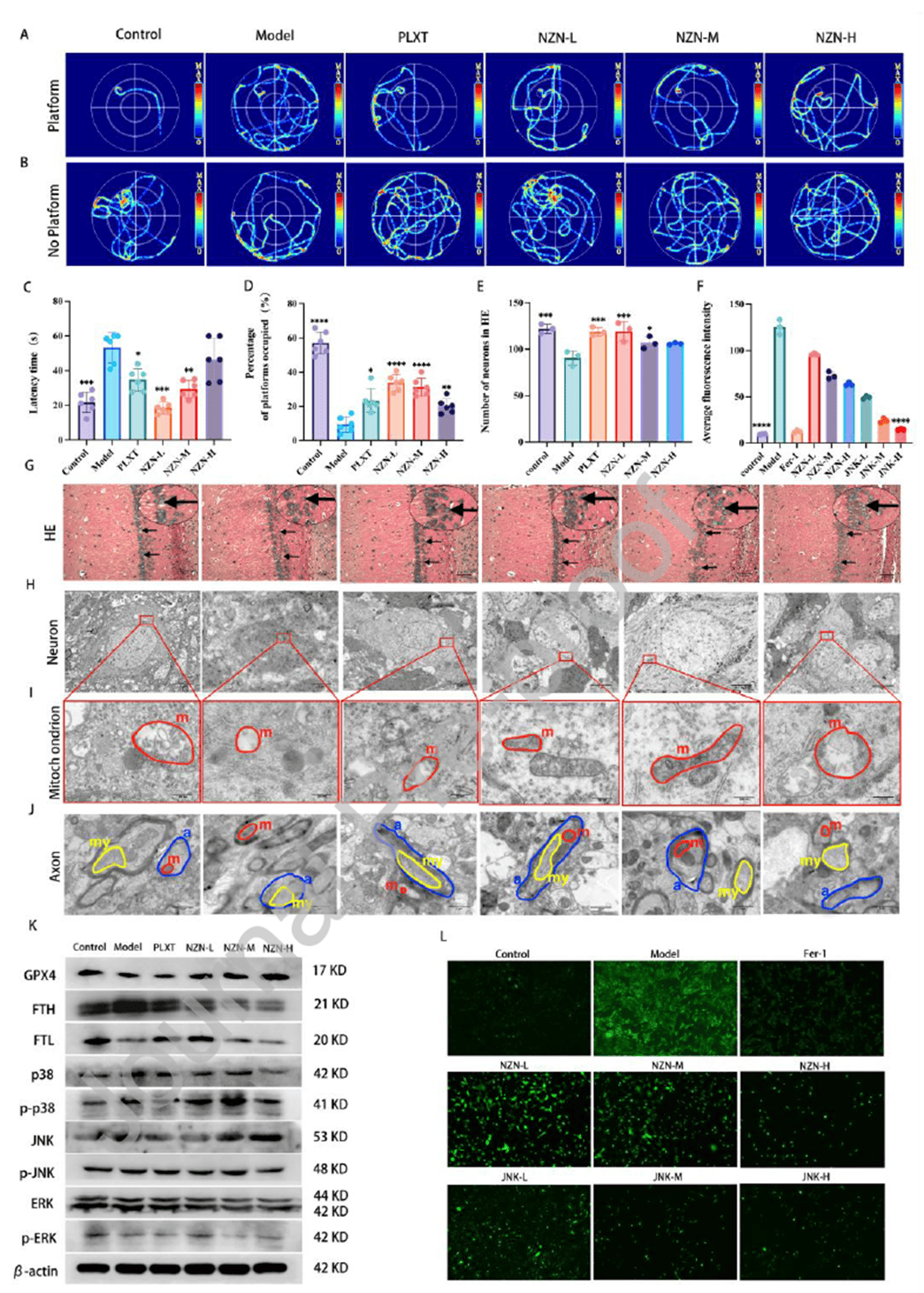 Low-dose Naozhenning provides optimal protection of cognition and neuronal structure in MCC rats