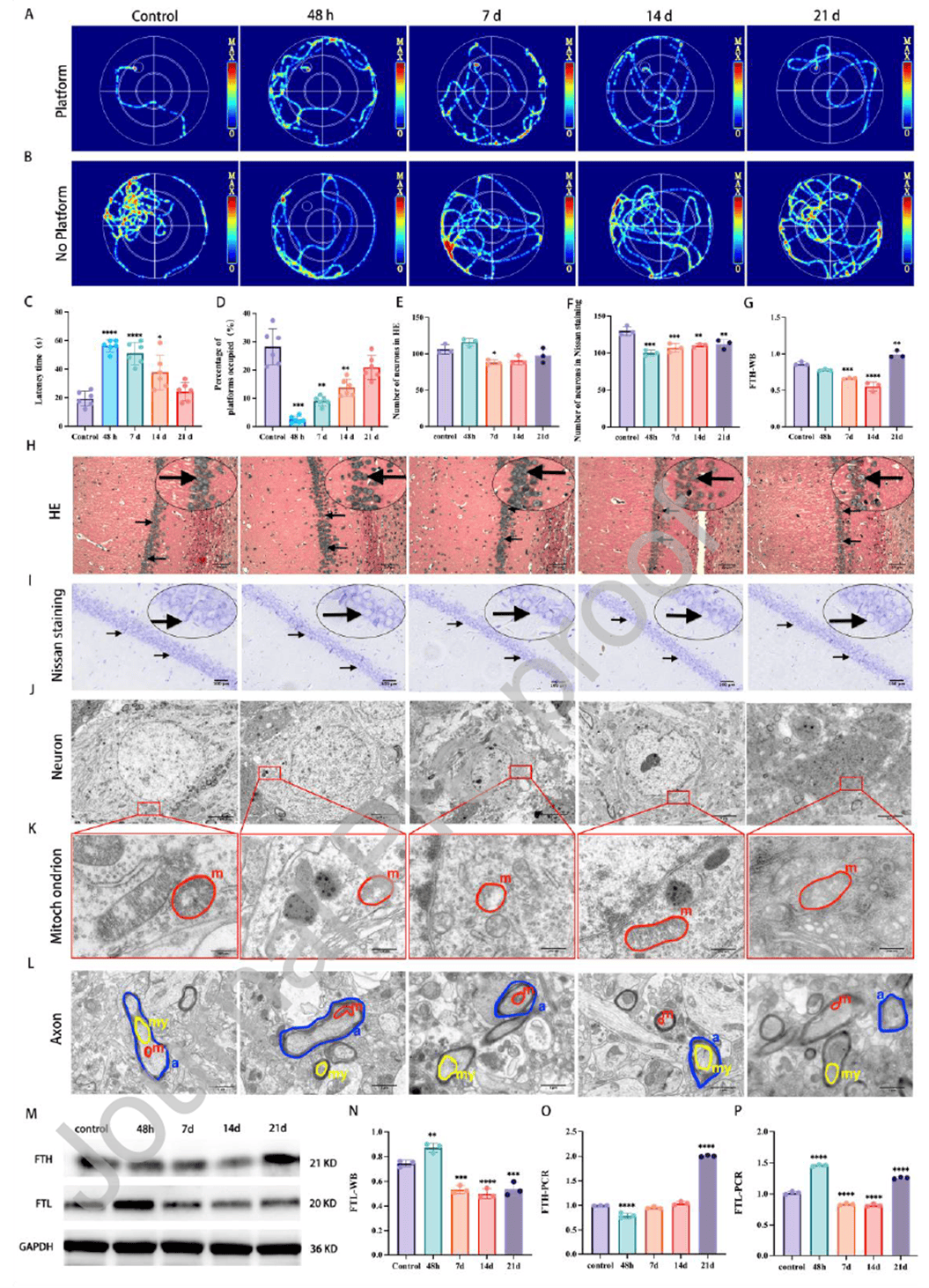  Neuronal damage in multiple cerebral concussion models at different time points