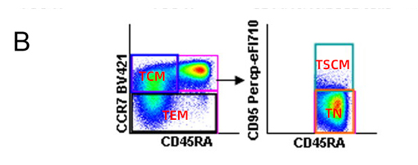 CD4+ T Cell Differentiation Stages