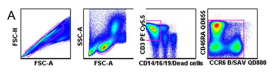 CD3+ T Cell Selection