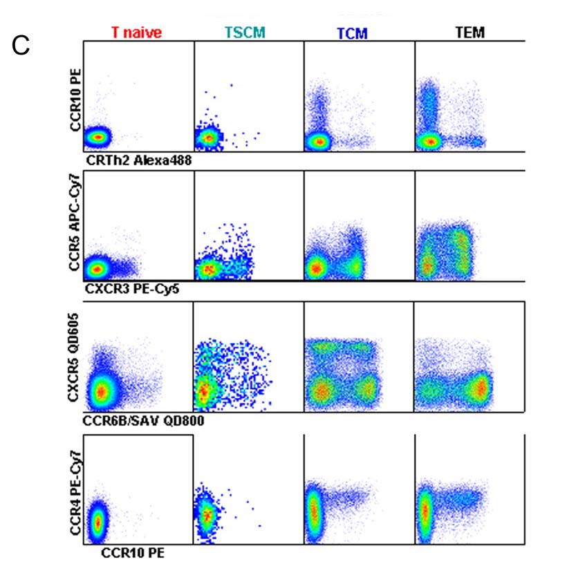 Th Cell Subsets in Differentiated T Cells