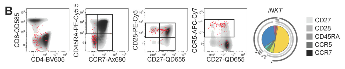iNKT Cell Phenotypic Analysis