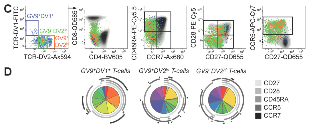 γδ T Cell Subset Analysis