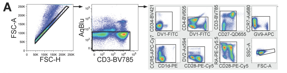 Viable CD3-positive T Cell Selection