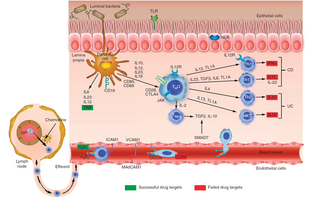 Drug targets in inflammatory bowel disease (IBD).