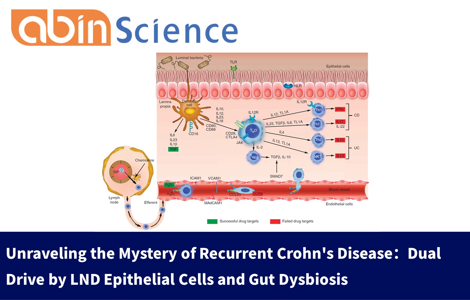 Unraveling the Mystery of Recurrent Crohn's Disease：Dual Drive by LND Epithelial Cells and Gut Dysbiosis