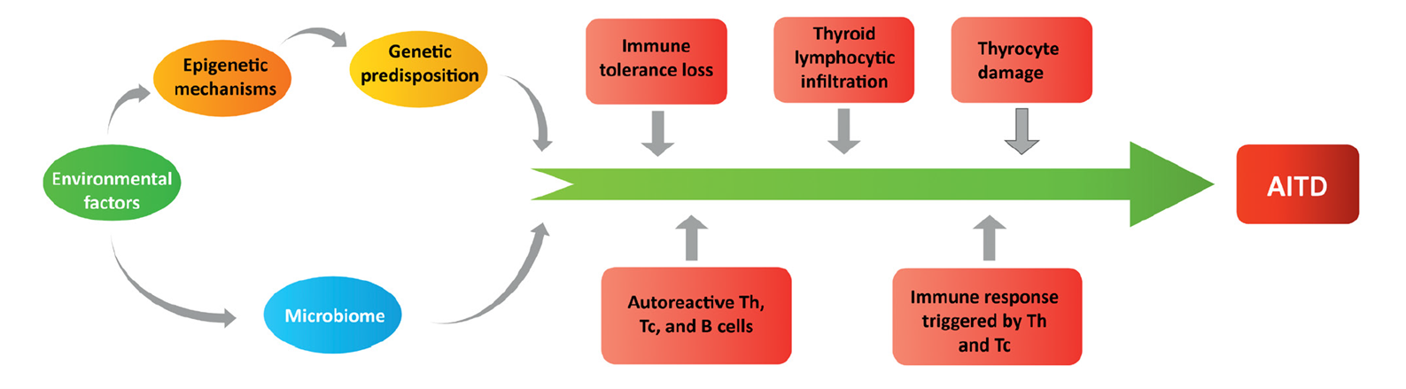 Mechanisms contributing to the pathology of autoimmune thyroid disease (AITD)