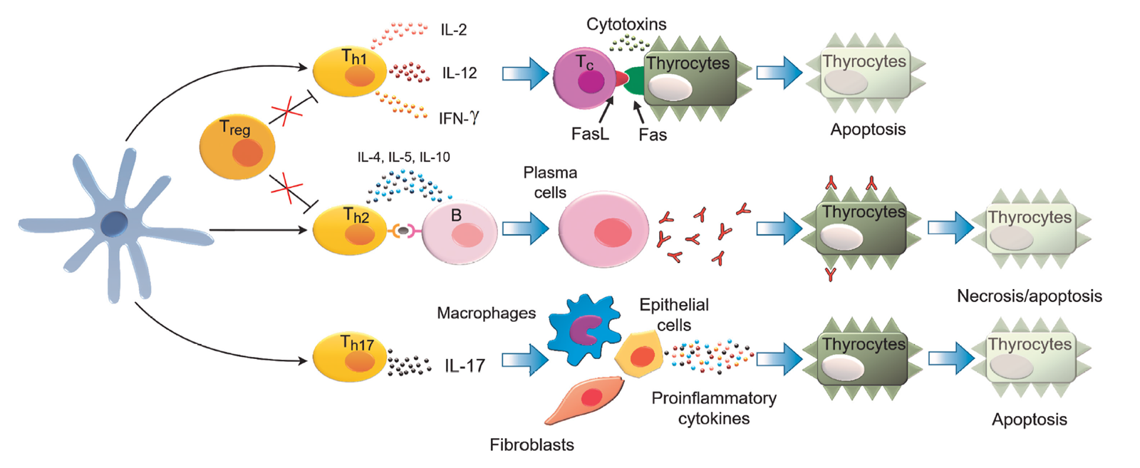 Key mechanisms leading to thyroid damage in Hashimoto's thyroiditis (HT)