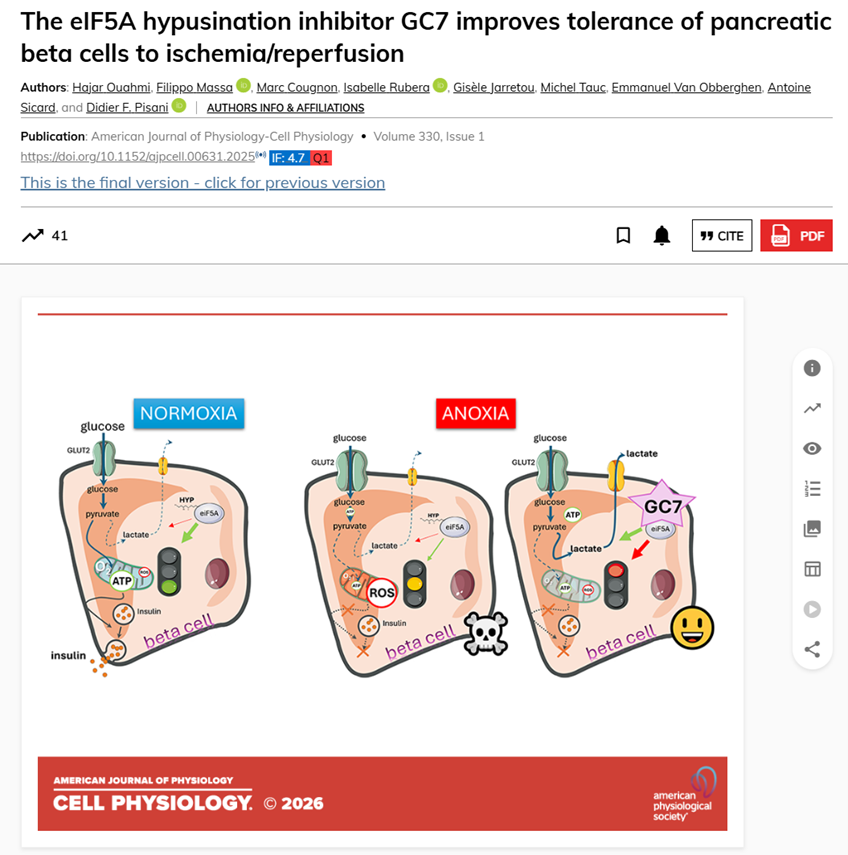 The eIF5A hypusination inhibitor GC7 improves tolerance of pancreatic beta cells to ischemia/reperfusion